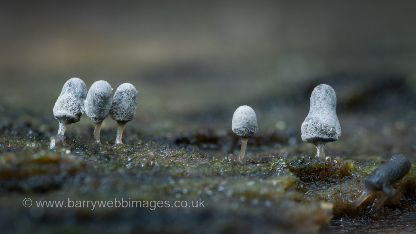 Photo © Barry Webb Arcyria cinerea by Barry Webb